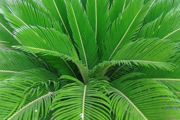 为什么家里不能养铁树 铁树哪些人不宜养