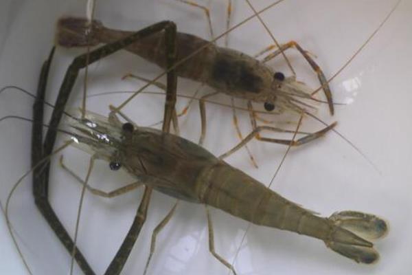 海虾和河虾的区别是什么 河虾价格多少钱一斤