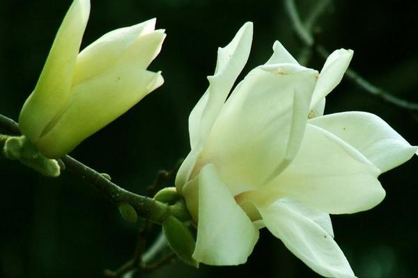 白兰花怎么浇水(多久浇一次) 怎么养好白兰花