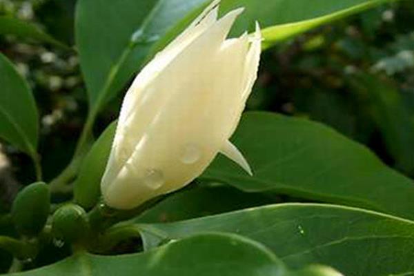 白兰花怎么浇水(多久浇一次) 怎么养好白兰花