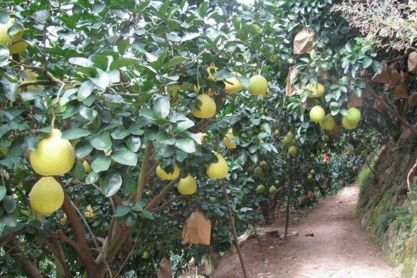 沙田柚种植技术 沙田柚病虫害防治方法