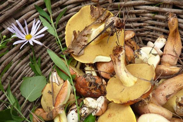 松树下长的蘑菇有几种 松树下的蘑菇哪种能吃