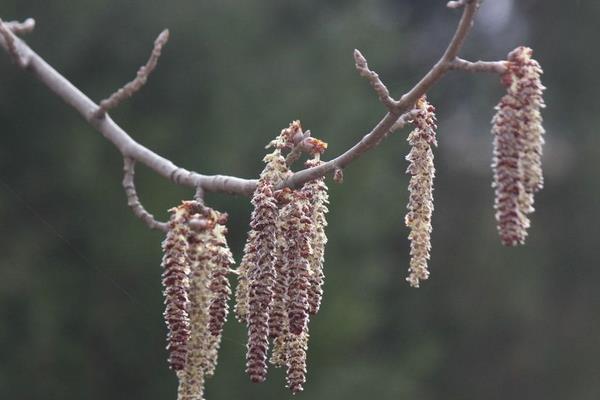 杨树皮的功效与作用 白杨树皮的药用价值