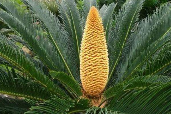 铁树花的功效与作用及禁忌 铁树花食用方法