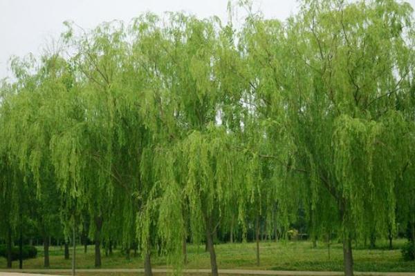 柳树靠什么传播种子 柳树什么时候发芽(季节)