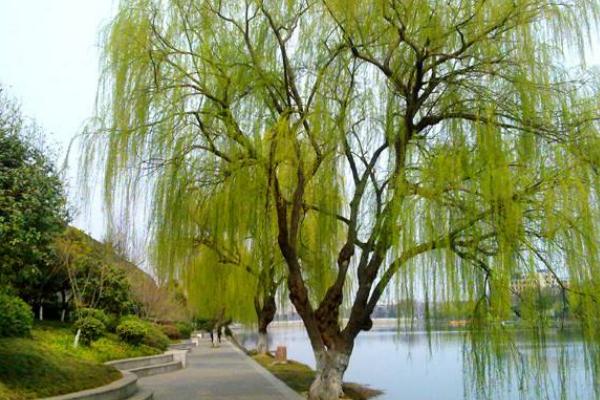 柳树靠什么传播种子 柳树什么时候发芽(季节)