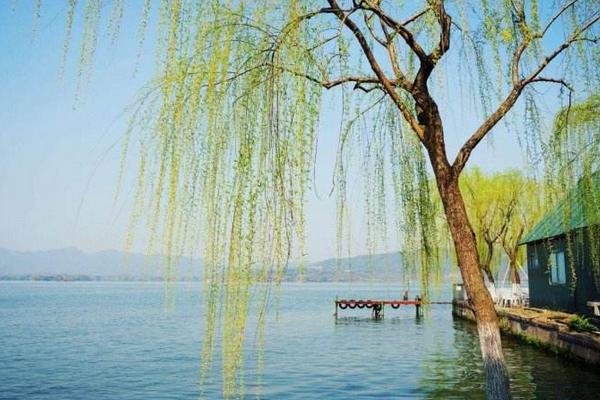 柳树靠什么传播种子 柳树什么时候发芽(季节)