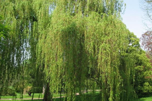 柳树靠什么传播种子 柳树什么时候发芽(季节)