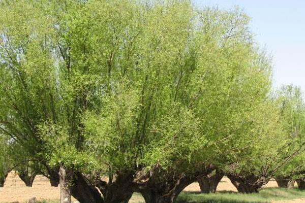 柳树的叶子像什么 弯弯的柳树像什么