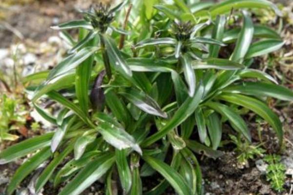 龙胆草市场价格多少钱一斤 小龙胆草产地在哪里