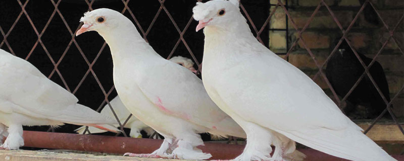 观赏鸽子价格多少钱一只?附观赏鸽饲料搭配方法