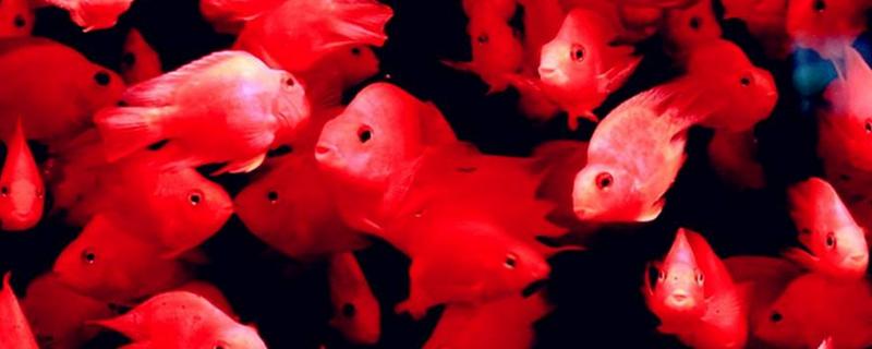 鹦鹉鱼吃小鱼吗 养鹦鹉鱼多久换一次水