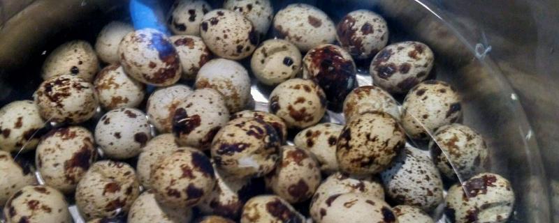 鹌鹑蛋怎么煮（煮多久） 鹌鹑蛋一天吃几个合适