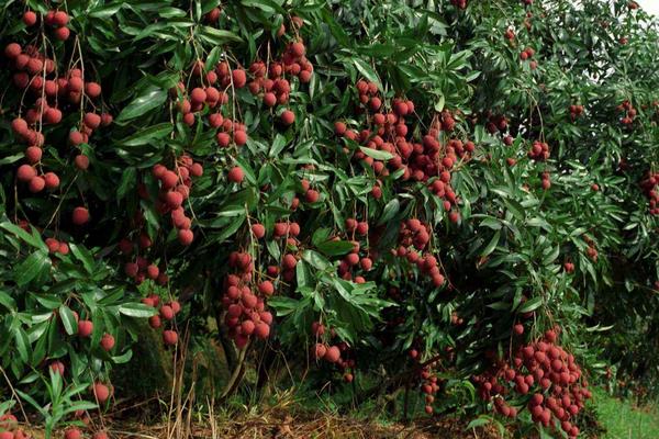 夏天是什么水果上市的季节
