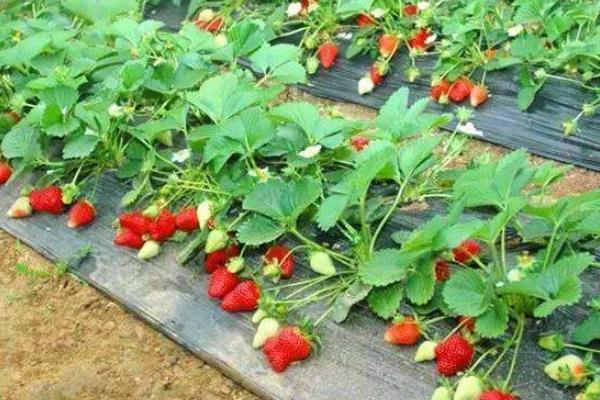 农民致富项目有哪些,新项目推荐