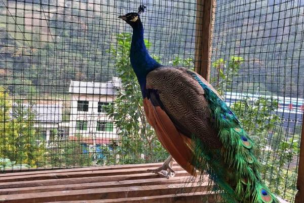 孔雀养殖主要的问题是什么,有前景吗