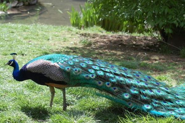 孔雀养殖主要的问题是什么,有前景吗