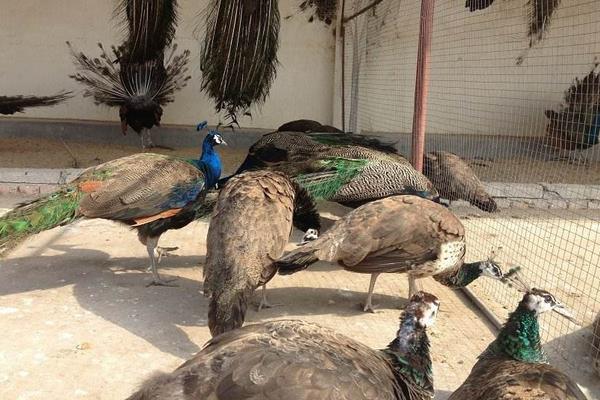 孔雀养殖主要的问题是什么,有前景吗