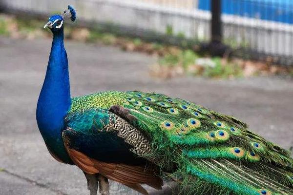 孔雀养殖主要的问题是什么,有前景吗