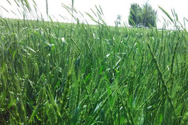 打野麦子的喷药时间是什么时候,附注意事项