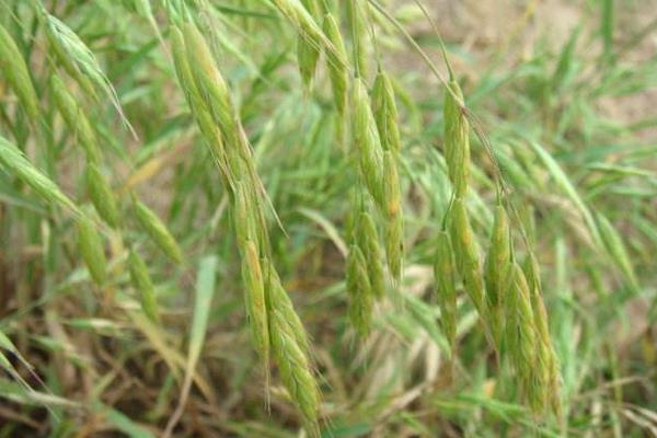 打野麦子的喷药时间是什么时候,附注意事项