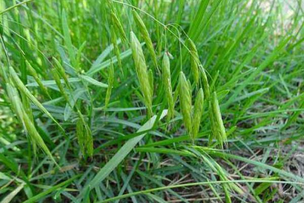 打野麦子的喷药时间是什么时候,附注意事项