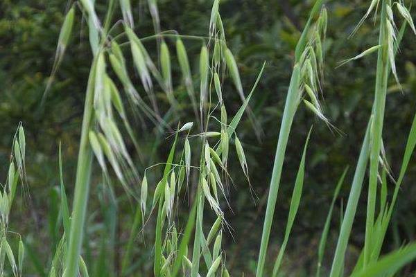 打野麦子的喷药时间是什么时候,附注意事项