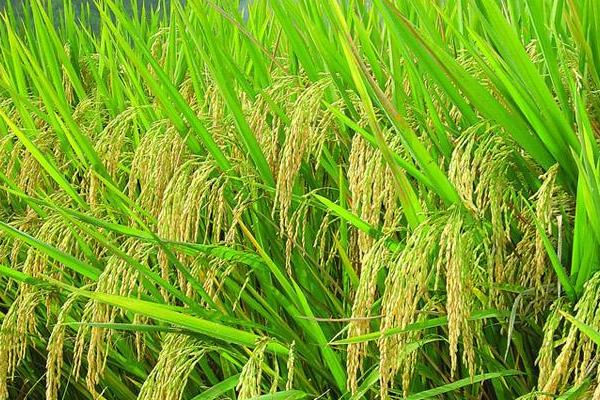 10个农村创业好项目