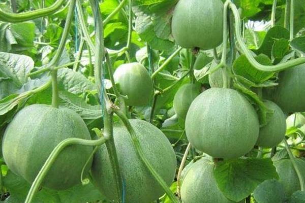 甜瓜几月份种植,什么时候成熟上市