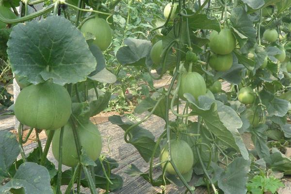 甜瓜几月份种植,什么时候成熟上市