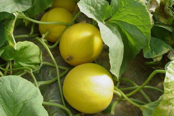 甜瓜几月份种植,什么时候成熟上市