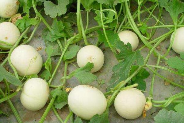 甜瓜几月份种植,什么时候成熟上市