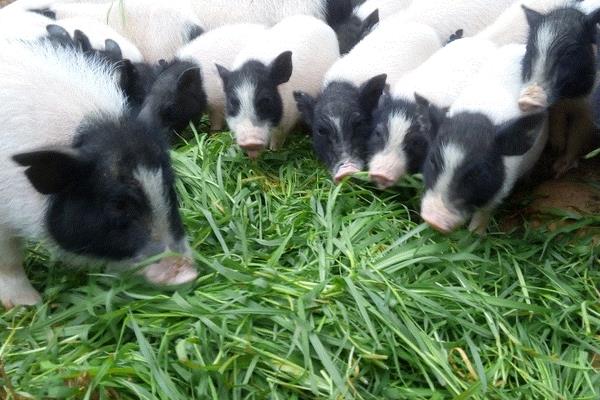 养10头香猪一年能赚多少钱,投资要多少