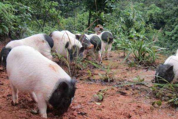 养10头香猪一年能赚多少钱,投资要多少