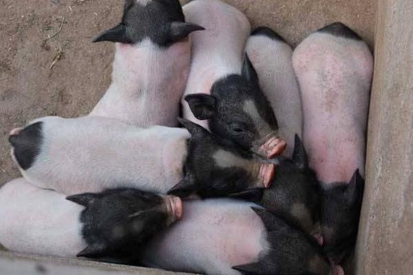 养10头香猪一年能赚多少钱,投资要多少