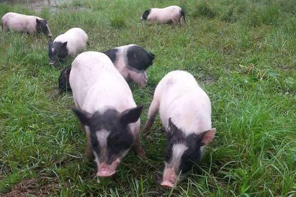 养10头香猪一年能赚多少钱,投资要多少