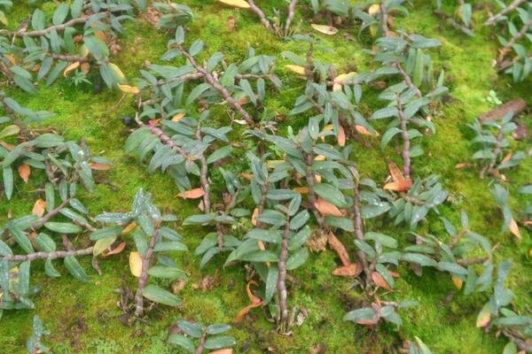 铁皮石斛的种植要求,土壤和环境及温度是关键