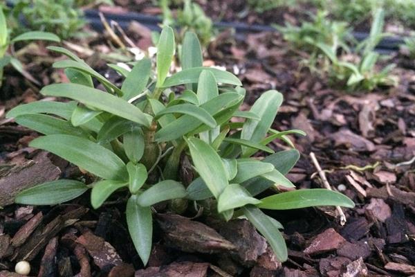 铁皮石斛的种植要求,土壤和环境及温度是关键