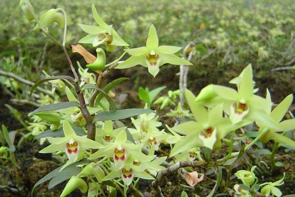 铁皮石斛的种植要求,土壤和环境及温度是关键