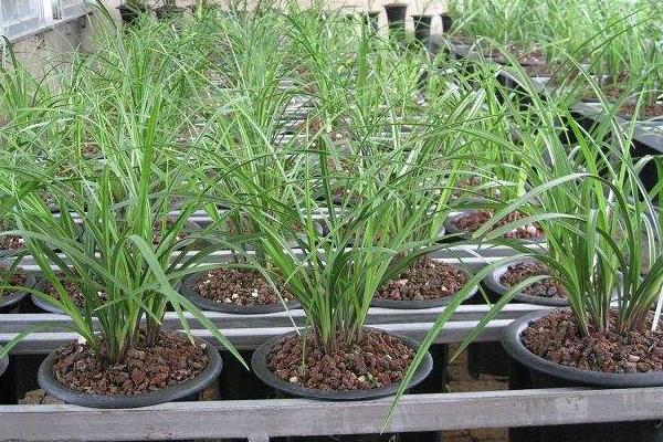 荷之冠多少一苗,荷之冠兰花价格走向