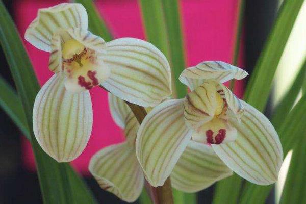 荷之冠多少一苗,荷之冠兰花价格走向