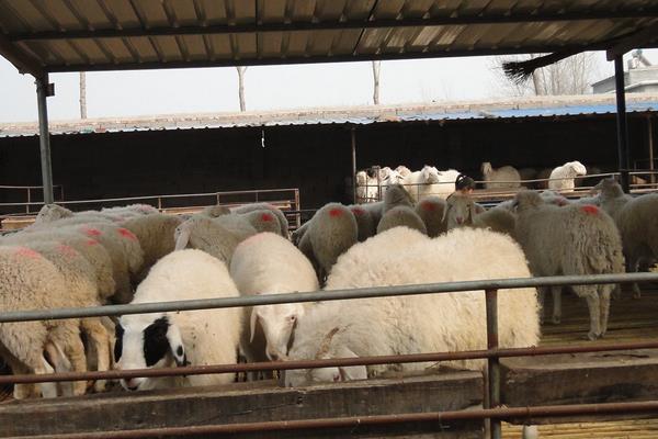 羊乳房炎治疗方法,怎么打乳房封闭针