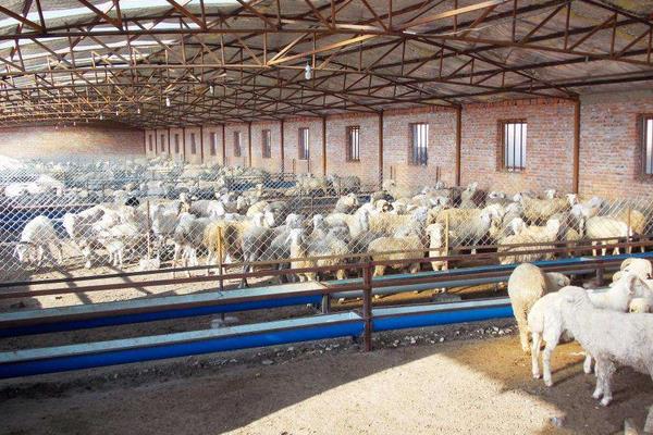 羊乳房炎治疗方法,怎么打乳房封闭针