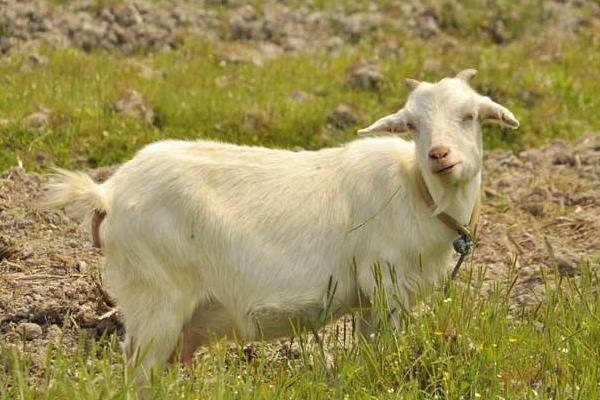 羊乳房炎治疗方法,怎么打乳房封闭针