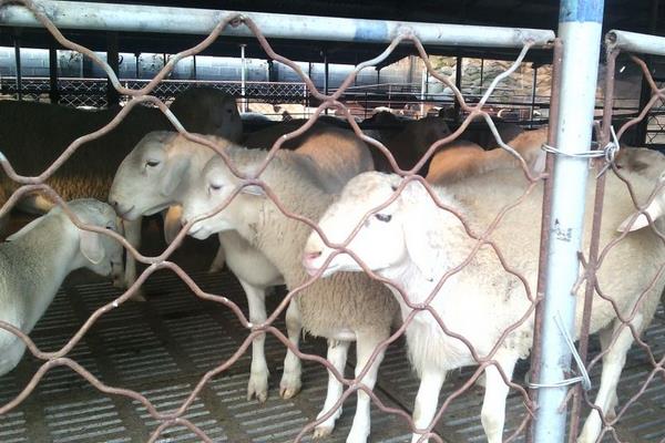 羊乳房炎治疗方法,怎么打乳房封闭针