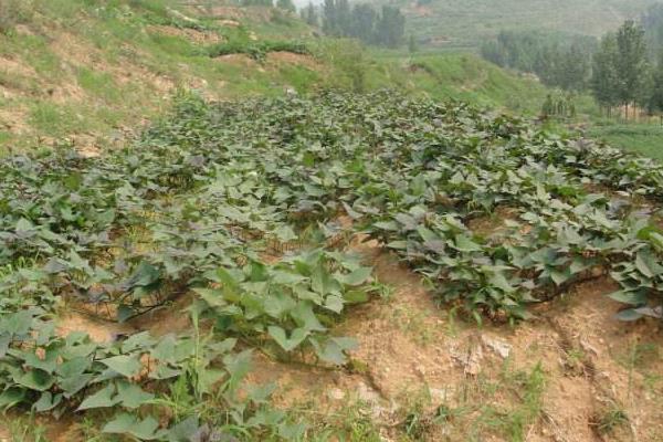 红薯专用肥配方,会产生药害吗