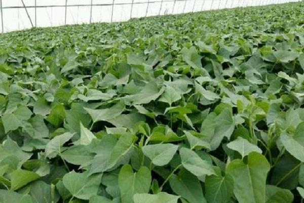 红薯专用肥配方,会产生药害吗