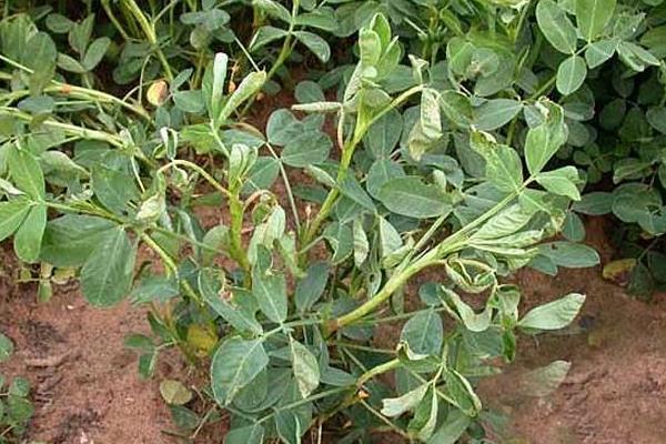 花生青枯病有效药有哪些,病因是什么