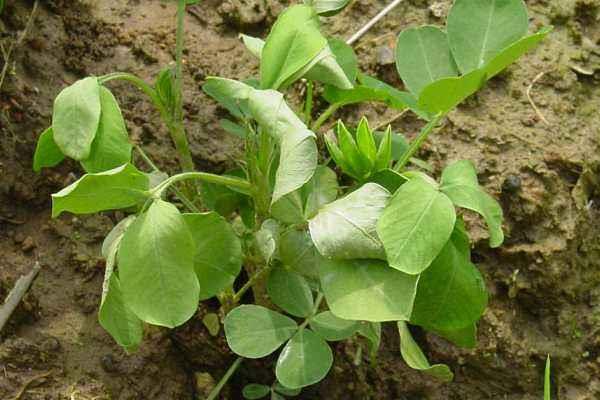 花生青枯病有效药有哪些,病因是什么