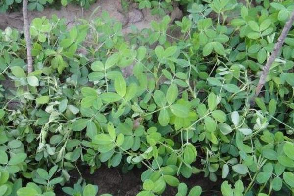 花生青枯病有效药有哪些,病因是什么